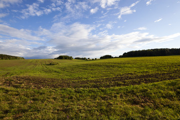 Fototapeta na wymiar wheat field 