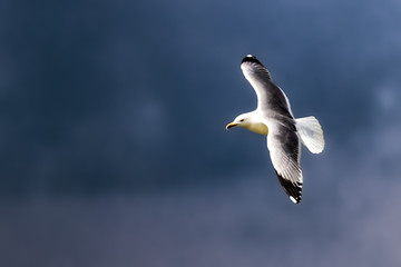 Seagull flying in blue sky, Dramatic