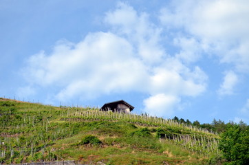 Fototapeta na wymiar Hütte in den Reben