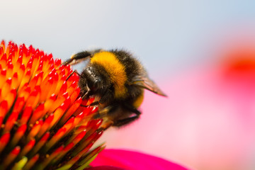 blume,,biene, frühling, sommer, blüte, bienen, honig