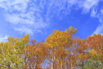 Fototapeta premium 空と紅葉