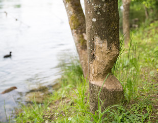 Biberfrass am Baum
