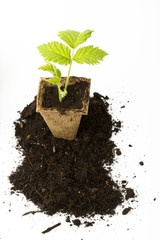 Symbolfoto Pflanzzeit - junge Himbeerpflanze in Torftopf, Studio