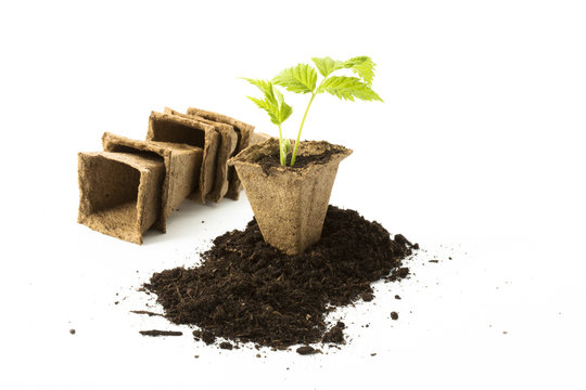 Symbolfoto Pflanzzeit - junge Himbeerpflanze in Torftopf, Studio
