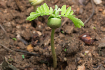 The tamarind seeds are germinated
