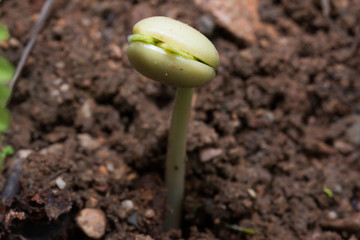 The tamarind seeds are germinated
