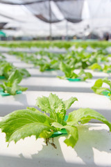 Hydroponics vegetable farm