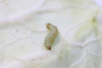 Worms eat vegetables.