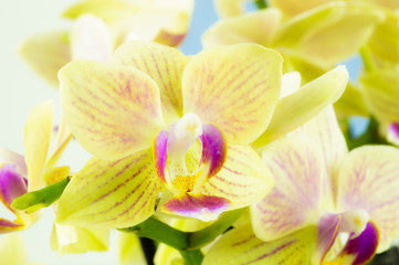 Obraz na płótnie Canvas Nahaufnahme von gelben Orchideenblüten, Hochformatfoto