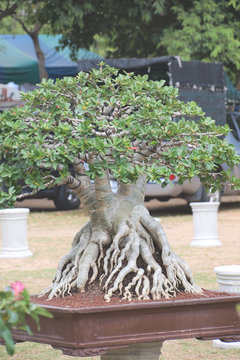 Closed up big Adenium obesum or desert rose in bonsai style