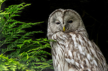 Ural Owl against black background