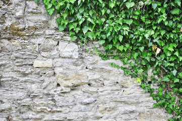 Ivy on a stone wall