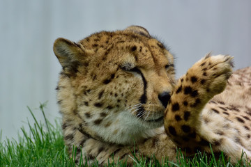 Gepard bei der Morgenwäsche © Bruno Raffa