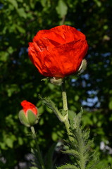 Красный мак