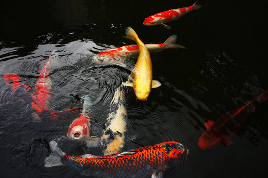 Koi, Japan, fish, Pond, colorful, carp, water, carp