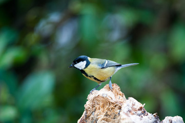 Fototapeta premium Cincia