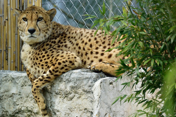 Gepard auf der Mauer