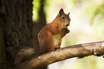 Naklejka na ściany i meble Little brown squirrel eats a nut in park.