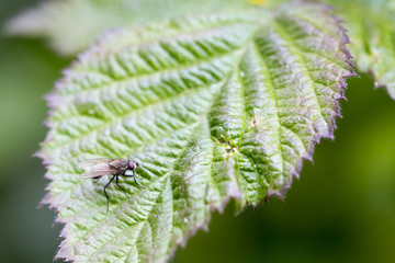 Fliege