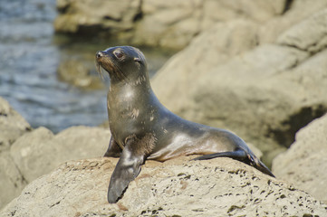 Fototapeta premium Juvenile Fur Seal on Watch in a colony along the Kaikoura Coast