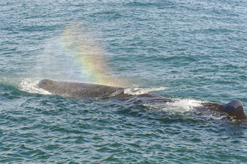 Sperm Whale at the Kaikoura Coast resting after hunt.