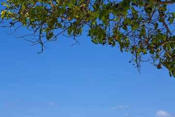 blue sky and tree leaf