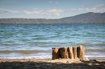 Tree at the shore of lake Apoyo near Granada, Nicaragua