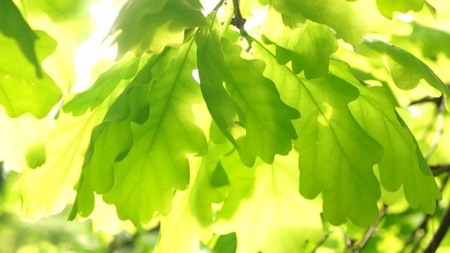 Glowing sunshine through oak leaves