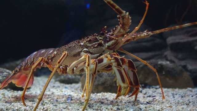 Red lobster shrimp walking under water
