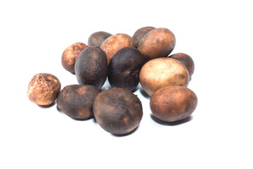 Mushroom - Barometer Earthstars 