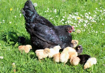 artgerechte tierhaltung