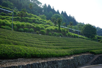 茶畑