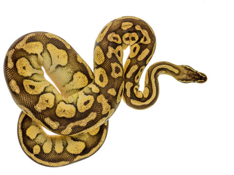 Python
