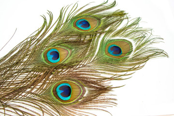 beautiful peacock with feathers 