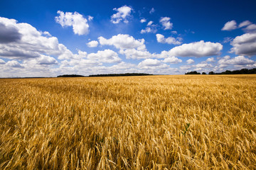 wheat field  