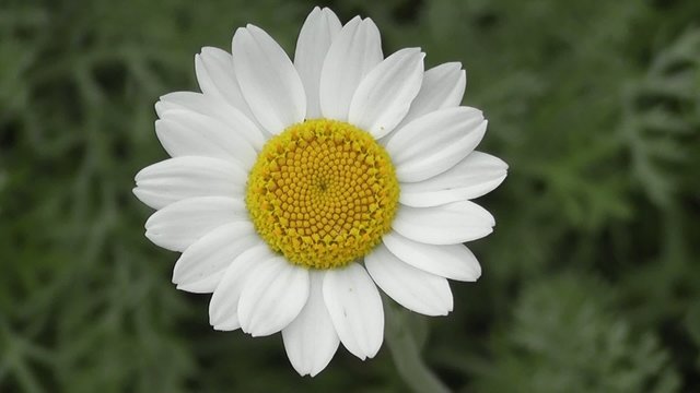 Daisy Flower with Fibonacci Spirals - Numbers, Phi, Golden Ratio