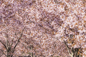 Pink Cherry trees blossoming in Helsinki