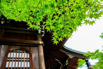 Kyoto Eikando green leaf 京都・永観堂の新緑