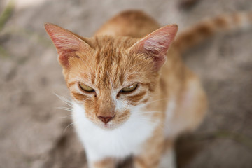 Malaysian redhead hair cat on the beach Siamil island. Malaysia.