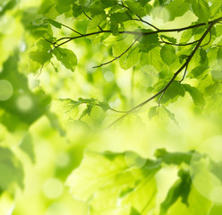 spring forest - fresh leaves and sun rays