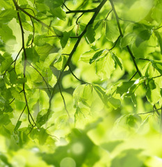 Fototapeta na wymiar spring forest - fresh leaves and sun rays