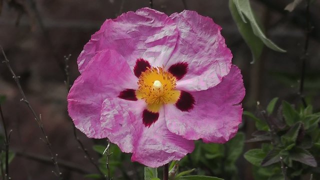 Flower with Pentagon Geometry and Golden Ratio Phi 1.618