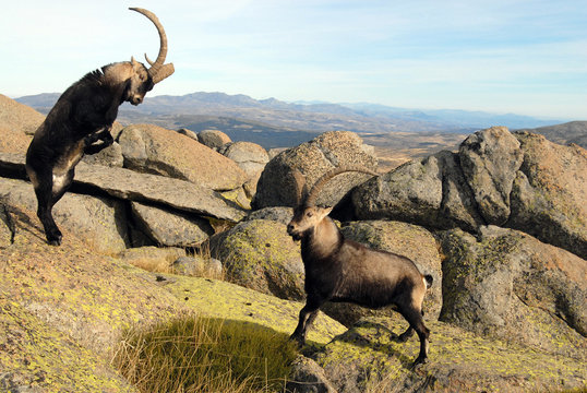 pelea de monteses en gredos
