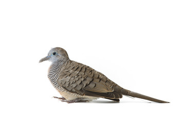 mourning dove