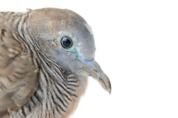 mourning dove