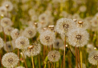 White dandelions  