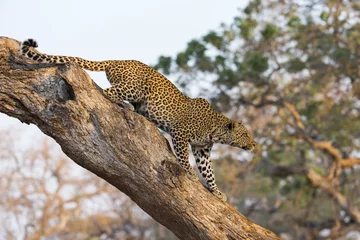 Rolgordijnen Leopard auf der Jagd © aussieanouk