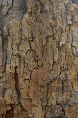The skin of the tree