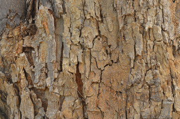 The skin of the tree