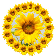 Obraz premium background of sunflowers